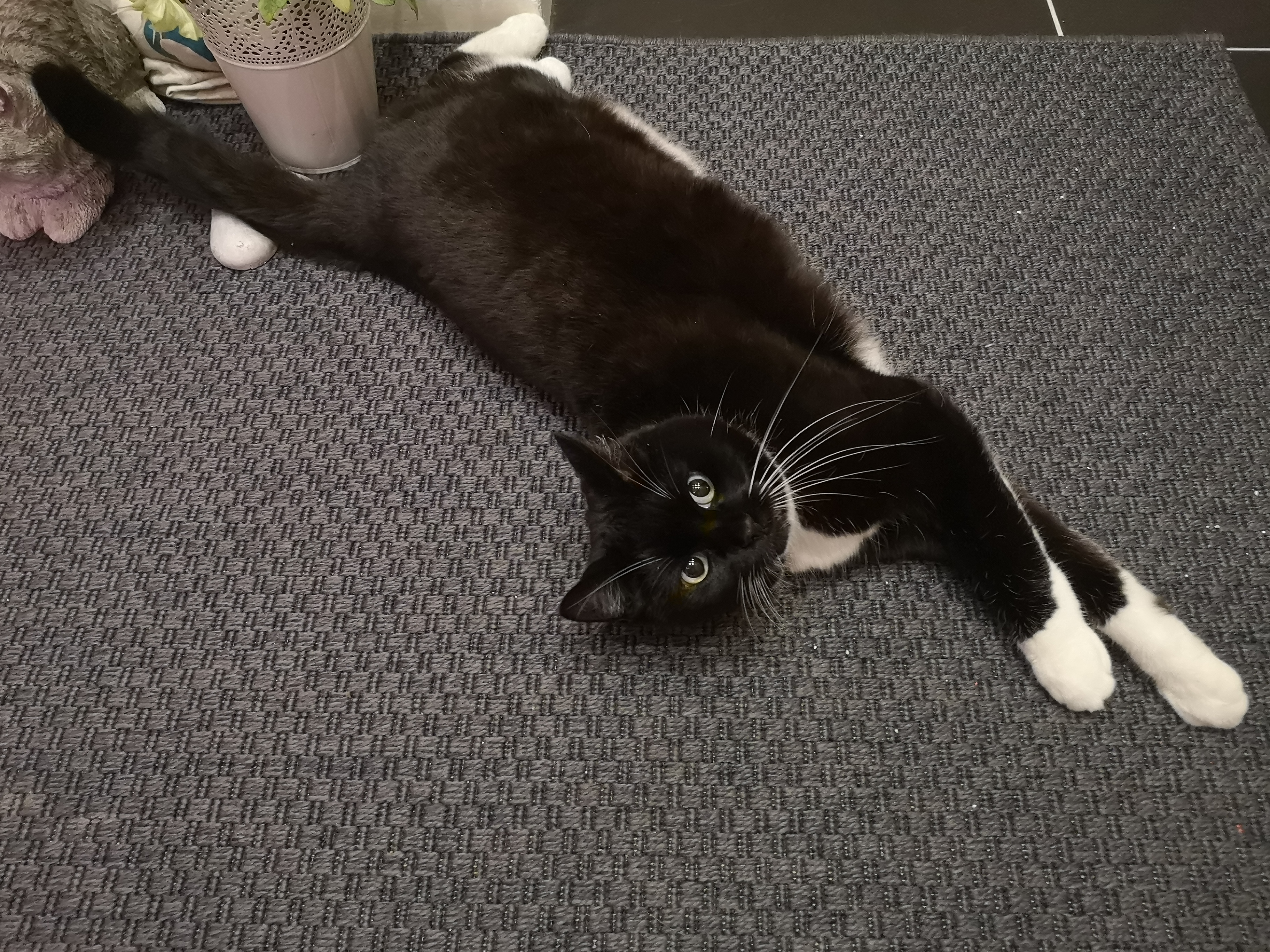 Nala