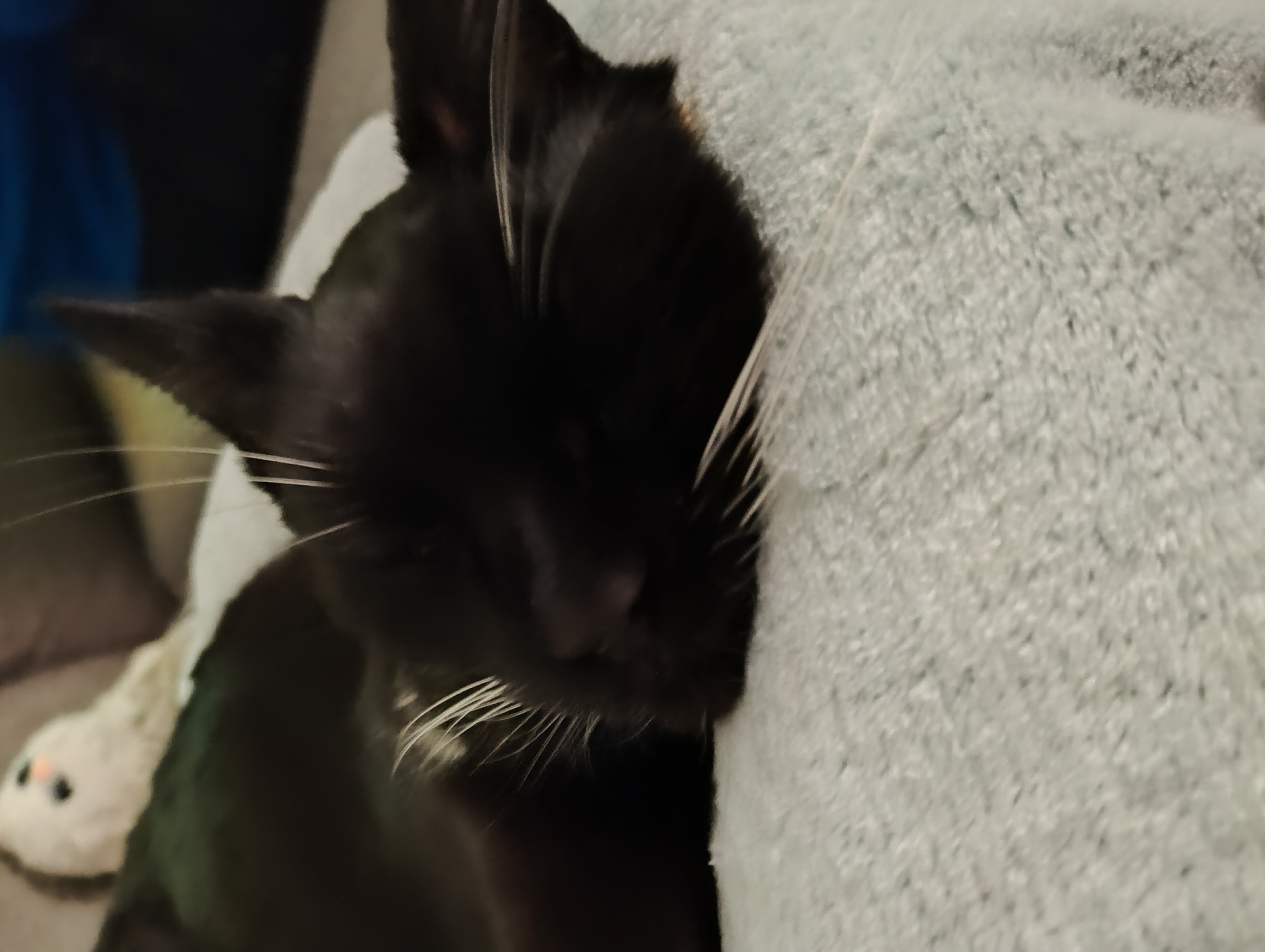 Nala