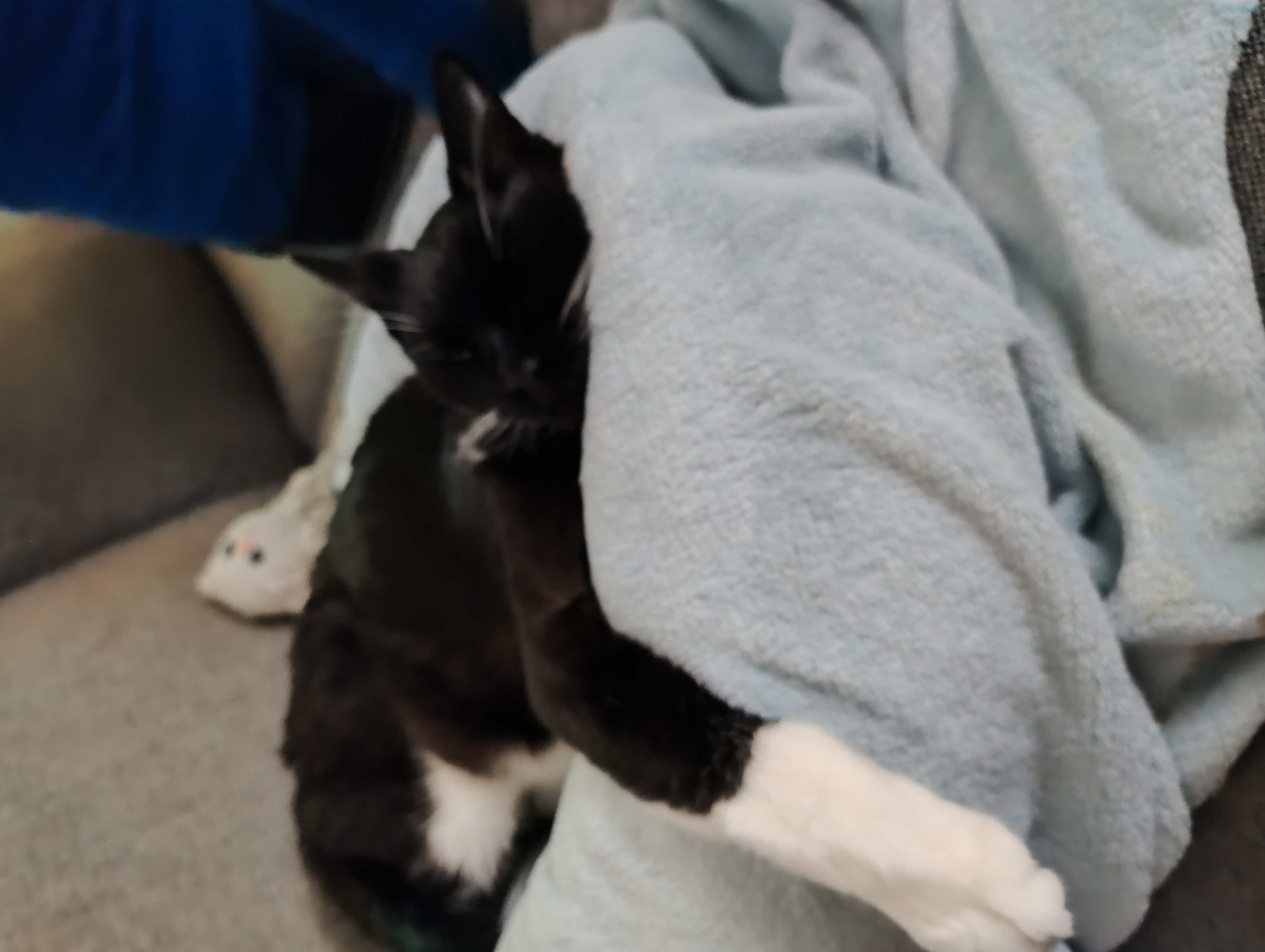 Nala