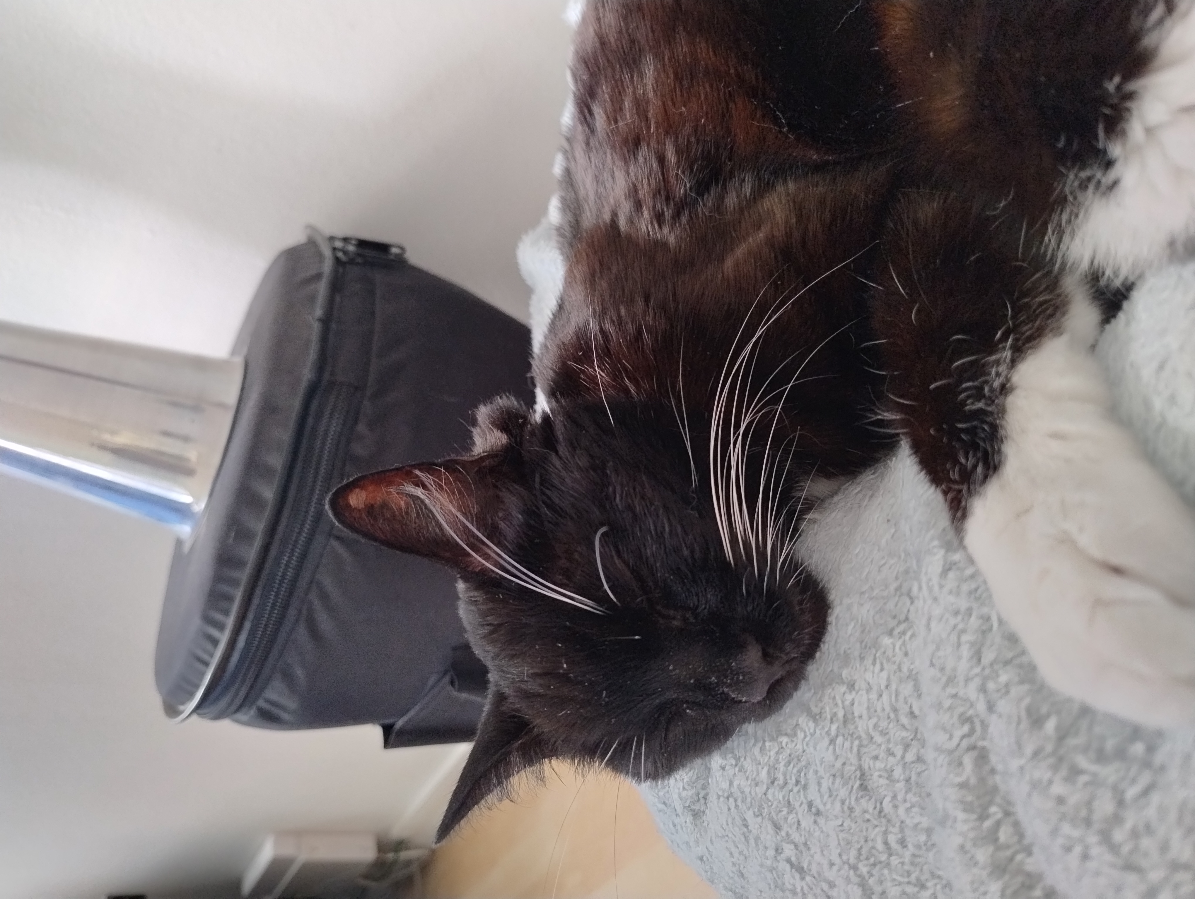 Nala