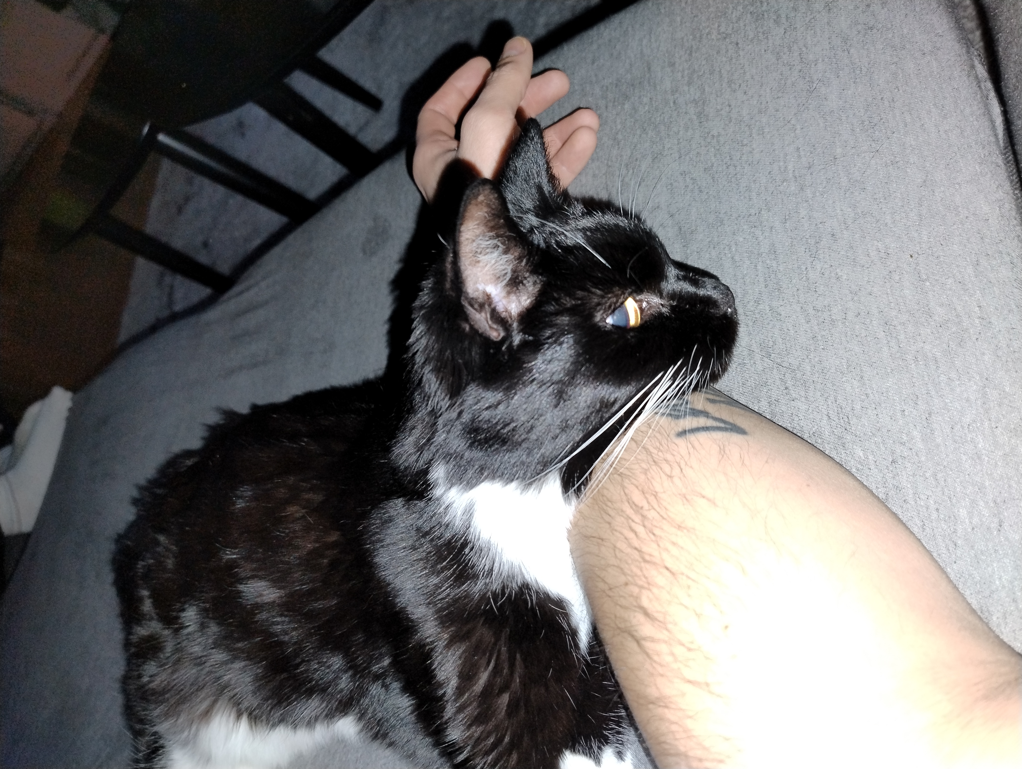 Nala