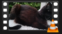 Nala Video